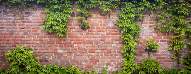 Ivy brick wall texture background. Old brick blocks wall and green creeper, ancient bricks fence