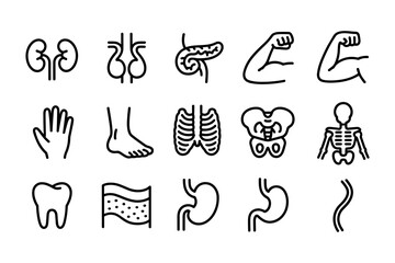 Human Anatomy Parts Icons Line Art Vector