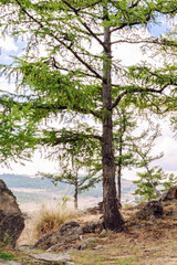 Green trees in a mountainous landscape under a cloudy sky during the afternoon