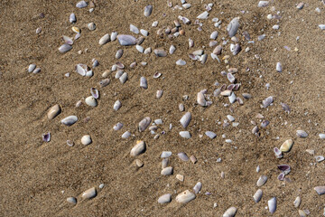 Shells in sand texture background. Seashell on sandy beach nature pattern, ocean dune clams in sunny day