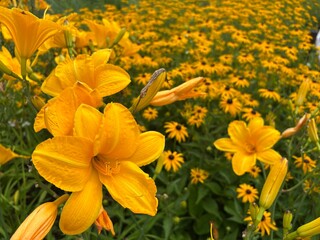 Beautiful yellow lilies in a summer garden on a blurred background