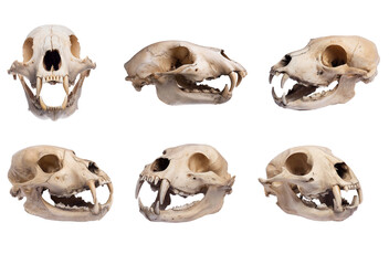 bear skulls, multiple angles, isolated on white background.