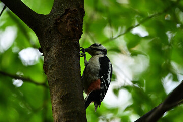 A woodpecker sits on a tree in the forest and gets insects.