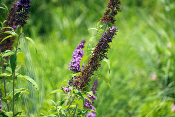 Beautiful Buddleja davidii butterfly bush in full bloom, showcasing its vibrant purple flowers in the garden.