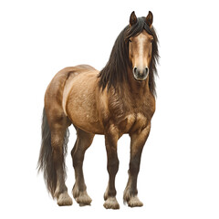 Obraz premium A majestic brown horse stands proudly with its mane flowing in the breeze on transparent background