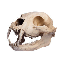 animal skull, lion skull on white background.