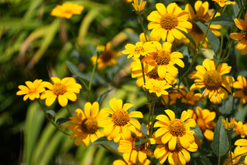 Beautiful yellow Heliopsis helianthoides in full bloom, capturing the essence of summer.