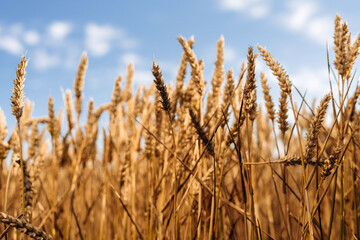 Golden wheat field swaying under blue sky on sunny day
