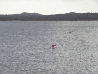 Flamingo Foraging in Shallow Waters