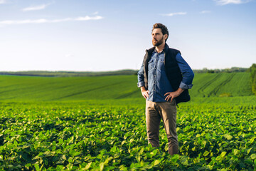 Proud farmer standing in cultivated soybean field with hands on hips