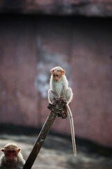 Monkey Baby Sitting Alone