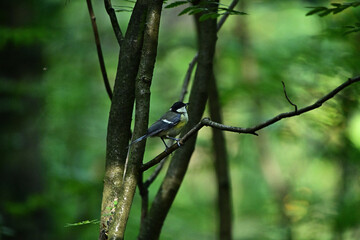 A titmouse sits on a tree in the forest looking for food.