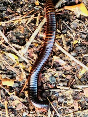 A giant millipede crawling over dry leaves and soil, showcasing its shiny segmented body and legs. A common ground insect seen in forests and part of the natural ecosystem.