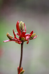 Junge Triebe eines Rotahorn.