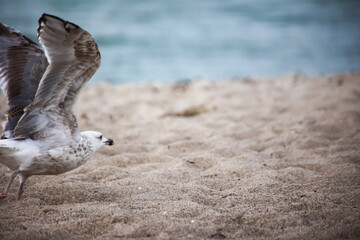 Eine Möwe am Strand der Ostsee.

