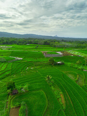 Beautiful morning view indonesia panorama landscape paddy fields with beauty color and sky natural...