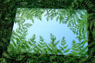 Lush green fern leaves surrounding a mirror reflecting the clear blue sky, creating a natural and minimal composition. 