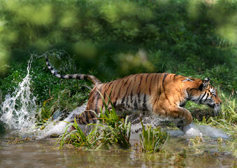 Sumatra-Tiger (Panthera tigris sumatrae) läuft durch das Wasser, Geschwindigkeit