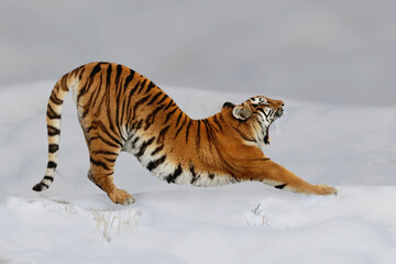 Sibirische Tiger (Panthera tigris altaica), auch Amurtiger im Schnee 