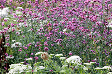 Patagonische Eisenkraut (Verbena bonariensis) Pflanzen mit Blüten 