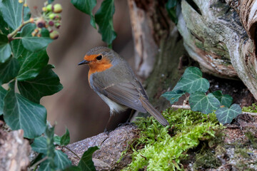 Rotkehlchen (Erithacus rubecula) Singvogel