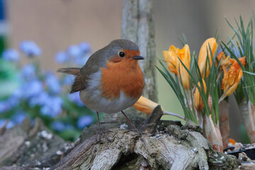 Rotkehlchen (Erithacus rubecula) Singvogel