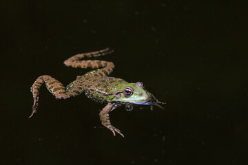 Seefrosch (Pelophylax ridibundus) im Wasser