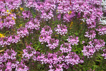 Spinnenblume oder Spinnenpflanze (Tarenaya hassleriana) Gartenpflanze mit vielen Blüten 
