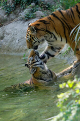 Sumatra-Tiger (Panthera tigris sumatrae) Paar verschmust am Wasserrand