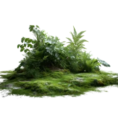 A jungle floor covered with green moss and leaves isoleted on transparent background . © Atonu