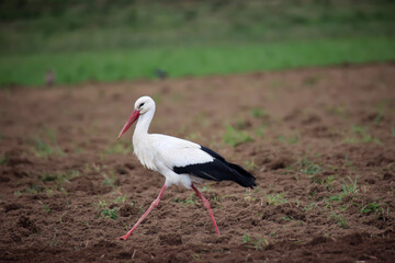 Ein Storch sucht Mäuse auf einem abgeernteten Feld.
