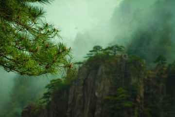 Obraz premium misty morning in the forest