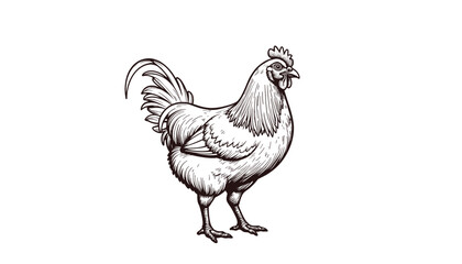 Sketch of a chicken in black and white style  