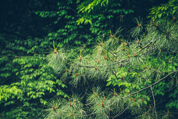fern leaves in the forest
