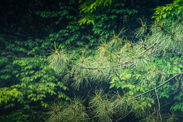 green moss on the tree