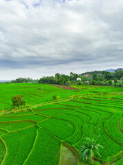 Beautiful morning view indonesia panorama landscape paddy fields with beauty color and sky natural...