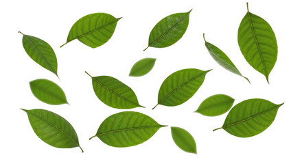 Fototapeta premium Ai generated image of scattered green leaves isolated on a transparent background