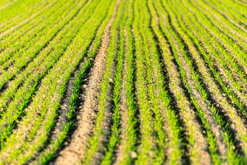 A Lush Green Field of a Young Cereal Crop. Concept The vibrant energy of new plants.