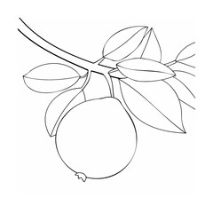 Orange fruit on branch with leaves nature