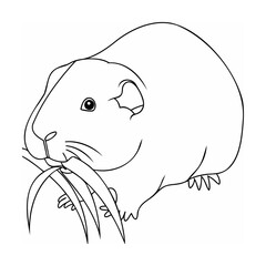 Guinea pig eating grass rodent animal