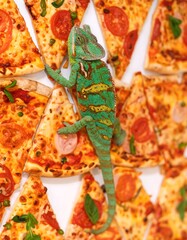 Fototapeta premium Chameleon on pizza slices