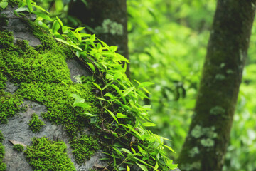 moss on the tree