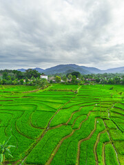 Beautiful morning view indonesia panorama landscape paddy fields with beauty color and sky natural...
