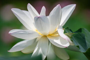 Fototapeta premium Close-up of White Lotus Flower in Full Bloom 클로즈업으로 찍은 만개한 흰 연꽃