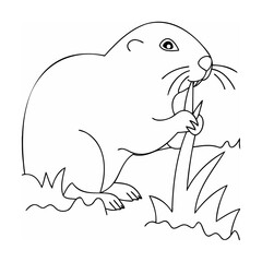Groundhog gnawing on a plant stem rodent animal