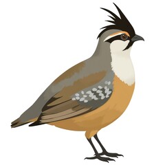 Dark gray quail with light brown head and black crest stands on one leg in serene stillness. Quail faces left side of image lost in thought. White background makes bird details prominent focus.