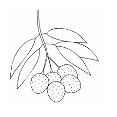 Lychee fruit bunch with leaves branch