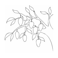 Mangoes hanging from branches with leaves fruit tree