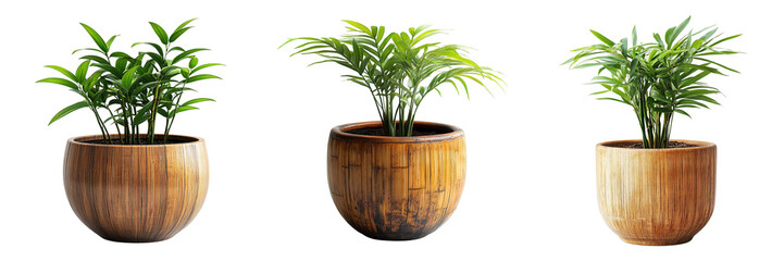Tropical Indoor Plants in Round Bamboo Planters Isolated on Transparent Background