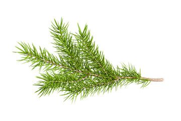 branch of a christmas pine isolated on white © Buffstock